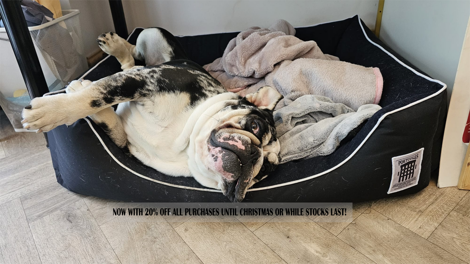 Long lasting dog outlet bed